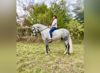 Connemara, Hongre, 5 Ans, 147 cm, Gris pommelé