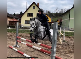 Connemara, Hongre, 5 Ans, 147 cm, Gris pommelé