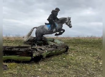 Connemara, Hongre, 5 Ans, 147 cm, Gris pommelé