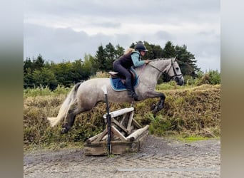 Connemara, Hongre, 5 Ans, 147 cm, Gris pommelé