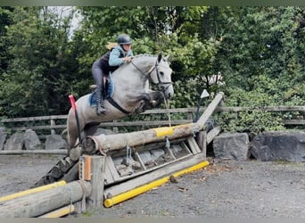 Connemara, Hongre, 5 Ans, 147 cm, Gris pommelé