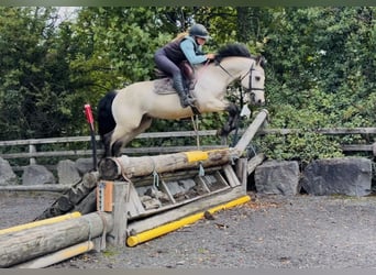 Connemara, Hongre, 5 Ans, 147 cm, Isabelle