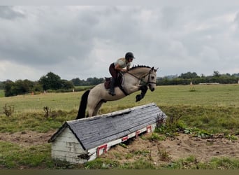 Connemara, Hongre, 5 Ans, 147 cm, Isabelle