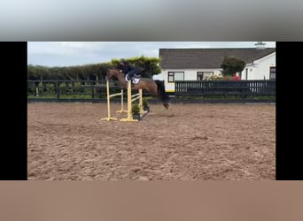 Connemara, Hongre, 5 Ans, 148 cm, Bai cerise