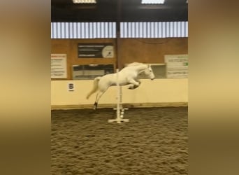 Connemara, Hongre, 5 Ans, 148 cm, Gris