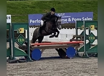 Connemara, Hongre, 5 Ans, 148 cm, Gris