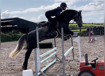 Connemara, Hongre, 5 Ans, 148 cm, Gris