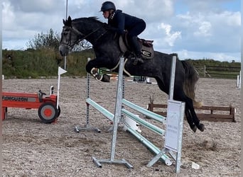 Connemara, Hongre, 5 Ans, 148 cm, Gris