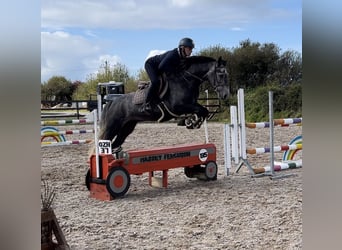 Connemara, Hongre, 5 Ans, 148 cm, Gris