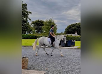 Connemara, Hongre, 5 Ans, 148 cm, Gris
