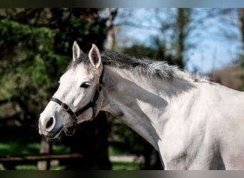 Connemara, Hongre, 5 Ans, 148 cm, Gris