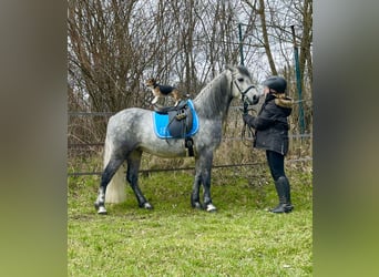 Connemara, Hongre, 5 Ans, 148 cm, Gris noir