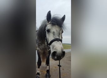 Connemara, Hongre, 5 Ans, 148 cm, Gris noir