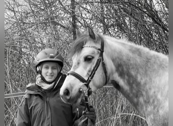 Connemara, Hongre, 5 Ans, 148 cm, Gris noir