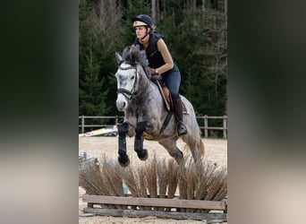 Connemara, Hongre, 5 Ans, 148 cm, Gris noir