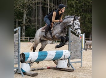 Connemara, Hongre, 5 Ans, 148 cm, Gris noir
