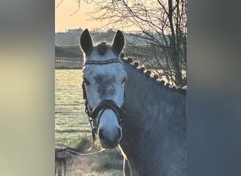 Connemara, Hongre, 5 Ans, 148 cm, Gris noir