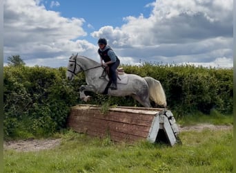 Connemara, Hongre, 5 Ans, 150 cm, Gris