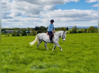 Connemara, Hongre, 5 Ans, 150 cm, Gris