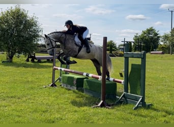 Connemara, Hongre, 5 Ans, 150 cm, Gris pommelé