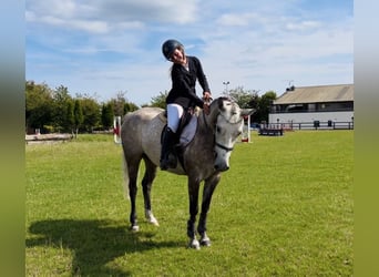 Connemara, Hongre, 5 Ans, 150 cm, Gris pommelé