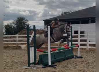 Connemara, Hongre, 5 Ans, 150 cm, Gris pommelé