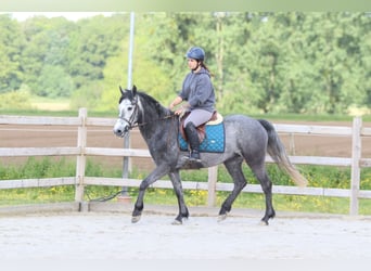 Connemara, Hongre, 5 Ans, 151 cm, Rouan bleu