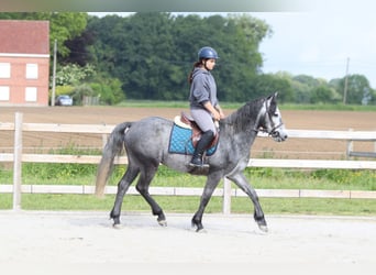 Connemara, Hongre, 5 Ans, 151 cm, Rouan bleu