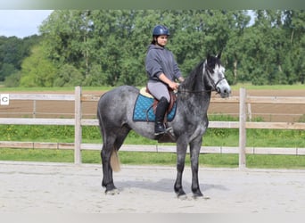 Connemara, Hongre, 5 Ans, 151 cm, Rouan bleu