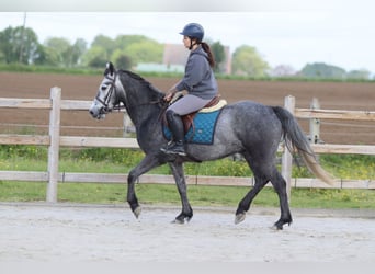 Connemara, Hongre, 5 Ans, 151 cm, Rouan bleu