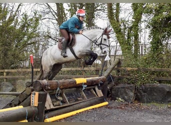 Connemara, Hongre, 5 Ans, 152 cm