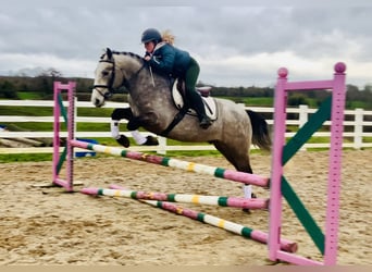 Connemara, Hongre, 5 Ans, 152 cm, Gris