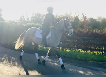 Connemara, Hongre, 5 Ans, 152 cm, Gris