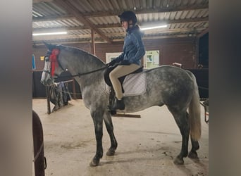 Connemara, Hongre, 5 Ans, 152 cm, Gris