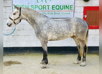 Connemara, Hongre, 5 Ans, 152 cm, Gris pommelé