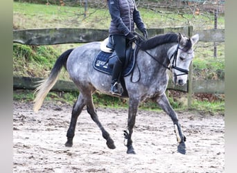 Connemara Croisé, Hongre, 5 Ans, 152 cm, Rouan bleu