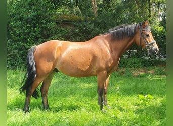 Connemara, Hongre, 5 Ans, 154 cm, Bai clair