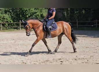 Connemara, Hongre, 5 Ans, 154 cm, Bai clair