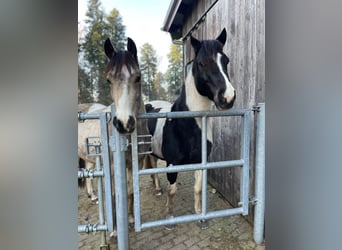 Connemara, Hongre, 5 Ans, 154 cm, Tobiano-toutes couleurs