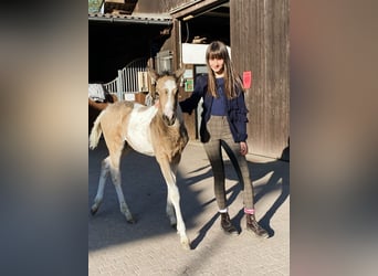 Connemara, Hongre, 5 Ans, 154 cm, Tobiano-toutes couleurs