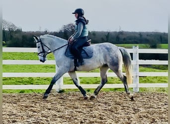 Connemara, Hongre, 5 Ans, 155 cm, Gris
