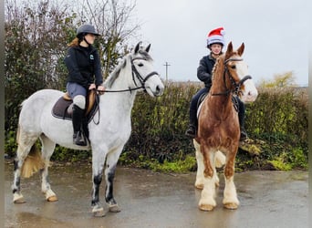 Connemara, Hongre, 5 Ans, 155 cm, Gris