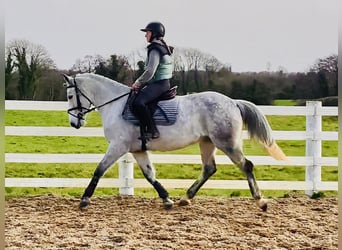 Connemara, Hongre, 5 Ans, 155 cm, Gris