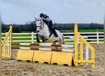 Connemara, Hongre, 5 Ans, 155 cm, Gris