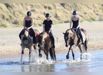 Connemara, Hongre, 5 Ans, 155 cm, Isabelle