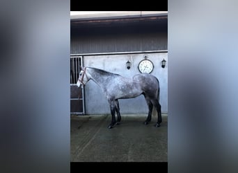 Connemara, Hongre, 5 Ans, 155 cm, Rouan bleu