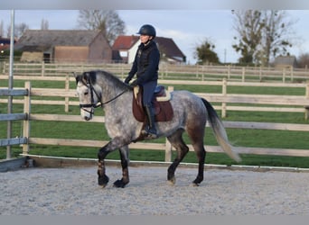 Connemara, Hongre, 5 Ans, 155 cm, Rouan bleu