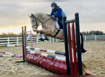 Connemara, Hongre, 5 Ans, 156 cm, Isabelle