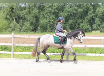 Connemara, Hongre, 5 Ans, 156 cm, Rouan bleu