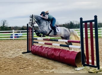 Connemara, Hongre, 5 Ans, 158 cm, Gris
